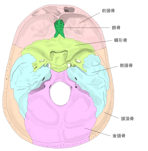 Visual Anatomy 視覚解剖学